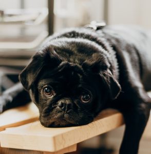 a lazy cute dog. How even lazy bum can learn new skills